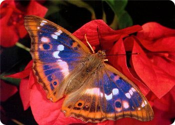 В реестре фауны Тверской области 111 видов бабочек