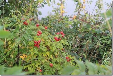 IMG_2758 IMG_2758