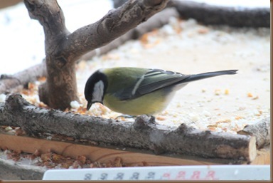 IMG_6336 IMG_6336