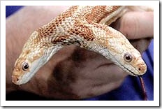cobra cobra