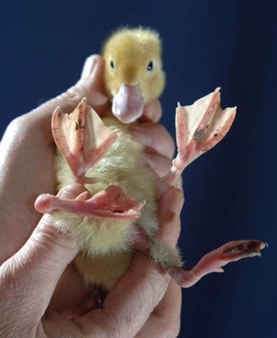 [pato[3].jpg]