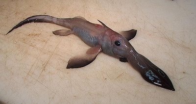 [peixe1[2].jpg]