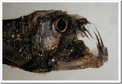 peixe2