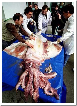 peixe5