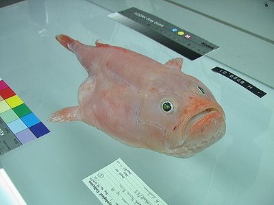 [peixe20[2].jpg]