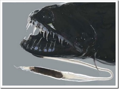 peixe21