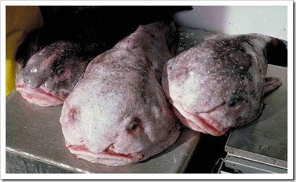 peixe23