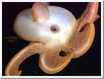 peixe25