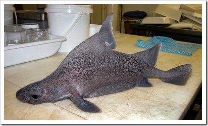 peixe29