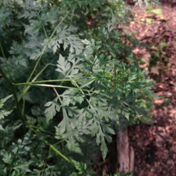 Spanish Needles Project Noah