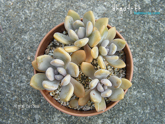 석연화