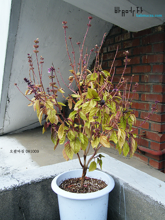 오팔바질