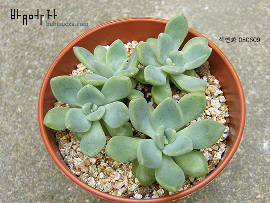 석연화
