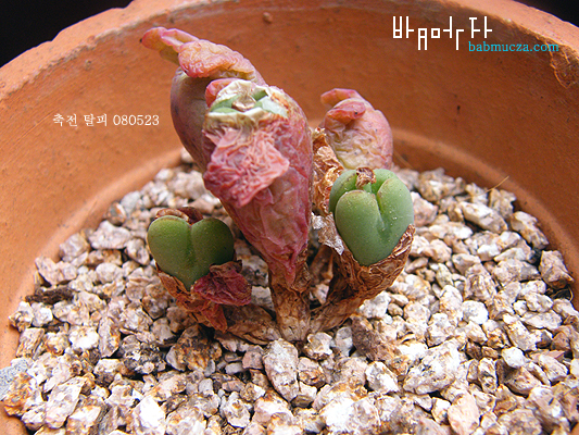 축전 탈피/분할