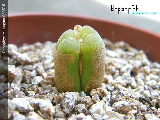 Conophytum longum