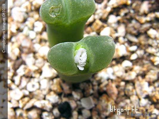 Conophytum longum