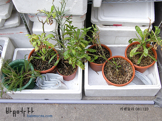 카렌듈라