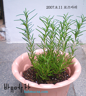 로즈마리