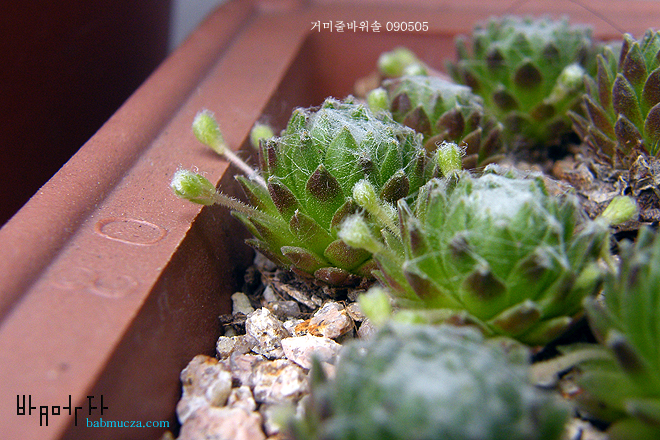 거미줄바위솔
