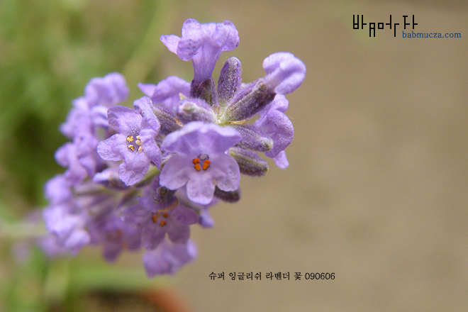 슈퍼잉글리쉬라벤더 꽃