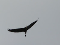 Great Blue Heron Photo Great Blue Heron Photo