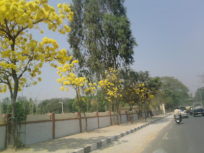 Bangalore's flowering plant
