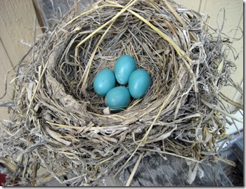 robbin eggs