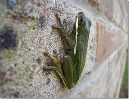 tree frog