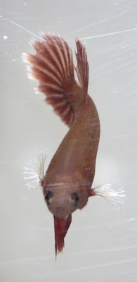 Kuva