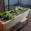 bklynurbavore's 2009 Roof Vegetable Container garden