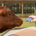 cow.jpg