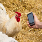 chicken.jpg