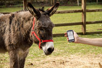 donkey.jpg