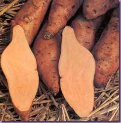 boniato