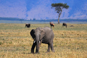 Ngorongoro Crater
