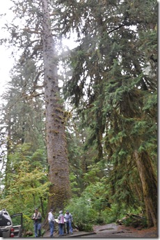 Hoh Rain Forest 022