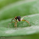 Jumping Spider