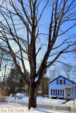 [Blue skies through my new tree[8].jpg]