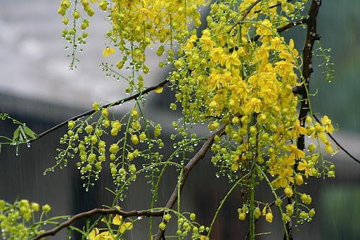 Vishu Greetings Page 3 best wishes kannur Vishu Greetings Page 3 best wishes kannur