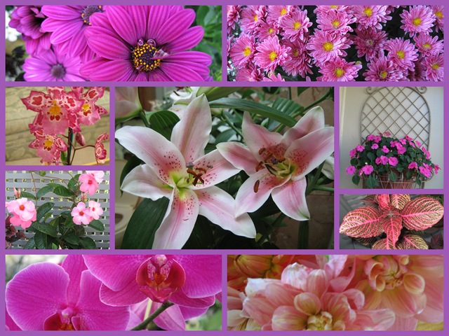 [pinkflowers3.jpg]