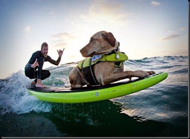 Surf DogTS