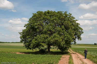20090531143612003