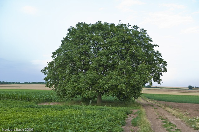 [20090701192950006[2].jpg]