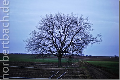 2011-02-13---17-56---20110213175356046_DSC8550