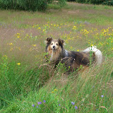 Fabi i Blomsterdalen (Lyngby Parkkirkegård)