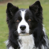 Elliot