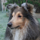 Fabi iklædt rimfrost 26. december 2008 (minus 2,2 grader)