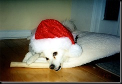 dollySanta058
