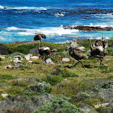  &ndash; Wild Ostrich. &ndash; 03-Oct-2009