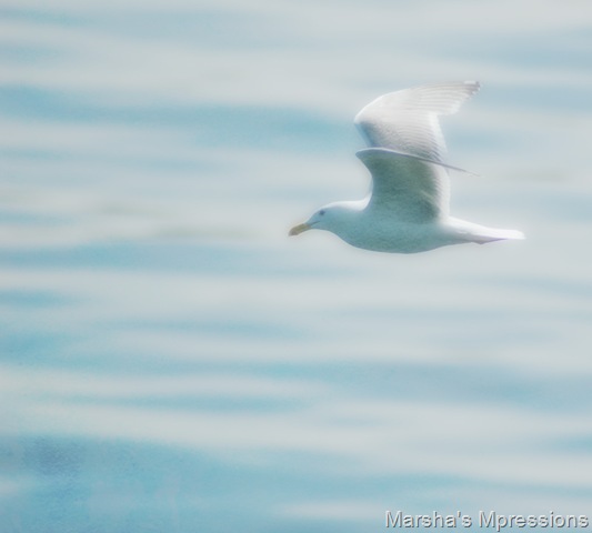 [sea gull emb[9].jpg]
